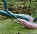 Elasmosaurus e Plesiqsaur