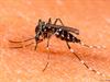 O que é Dengue