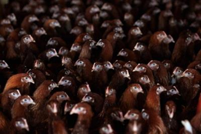 O que é Gripe aviária (gripe aviária)
